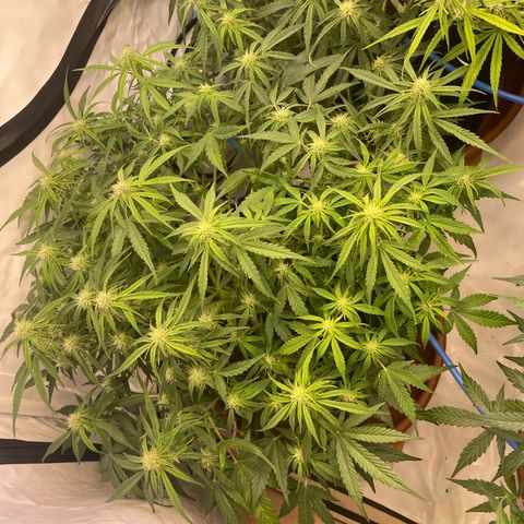 RQS F1 Epsilon #1 growlog timeline photo