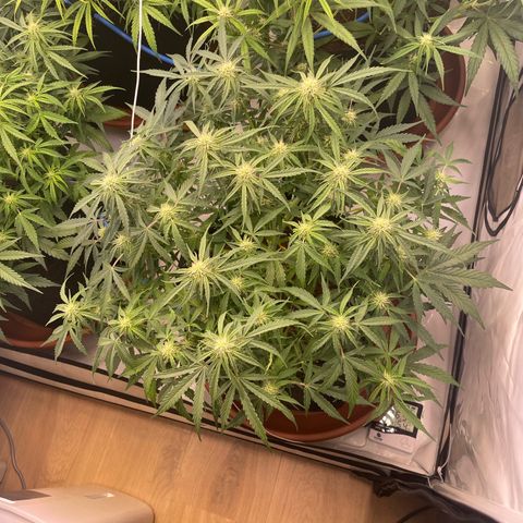 RQS F1 Epsilon #2 growlog timeline photo