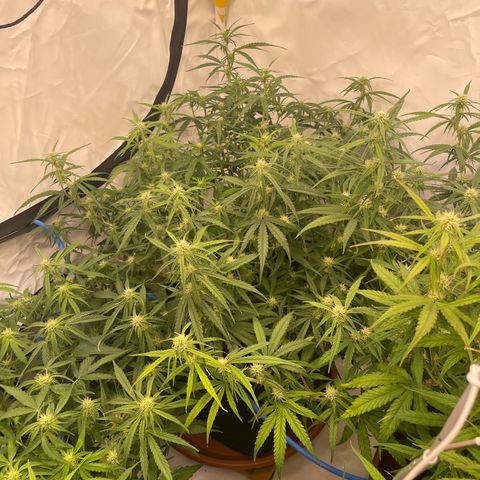 RQS F1 Orion #1 growlog timeline photo