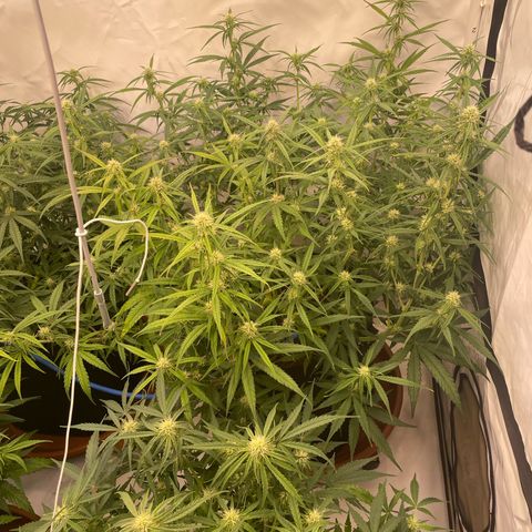 RQS F1 Orion #2 growlog timeline photo