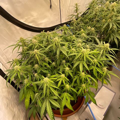 RQS F1 Epsilon #1 growlog timeline photo