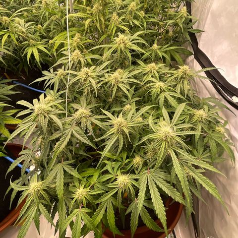 RQS F1 Epsilon #2 growlog timeline photo