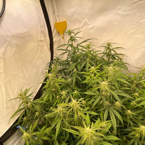 RQS F1 Orion #1 growlog timeline photo