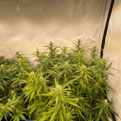 RQS F1 Orion #2 growlog timeline photo
