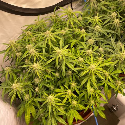RQS F1 Epsilon #1 growlog timeline photo