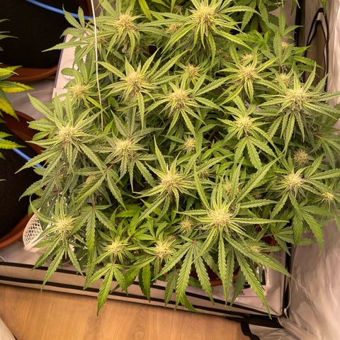 RQS F1 Epsilon #2 growlog timeline photo