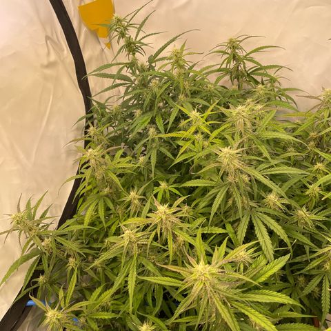 RQS F1 Orion #1 growlog timeline photo