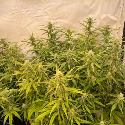 RQS F1 Orion #2 growlog timeline photo