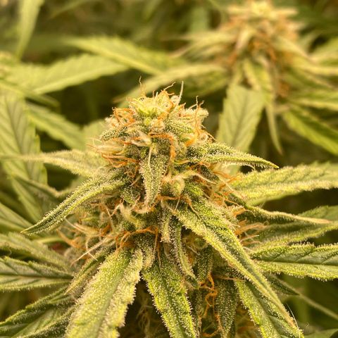 RQS F1 Epsilon #2 growlog timeline photo