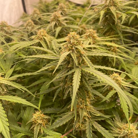 RQS F1 Epsilon #2 growlog timeline photo