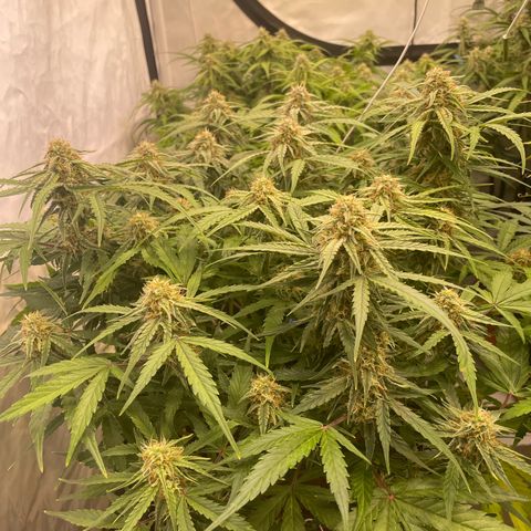RQS F1 Epsilon #2 growlog timeline photo