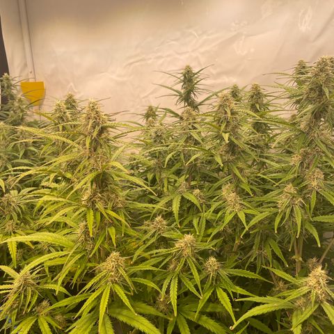 RQS F1 Orion #2 growlog timeline photo