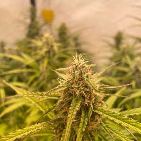 RQS F1 Orion #2 growlog timeline photo