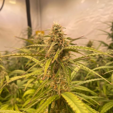 RQS F1 Orion #2 growlog timeline photo