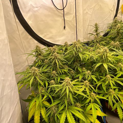 RQS F1 Epsilon #1 growlog timeline photo
