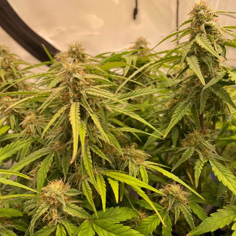 RQS F1 Epsilon #1 growlog timeline photo