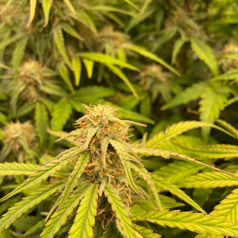 RQS F1 Epsilon #1 growlog timeline photo