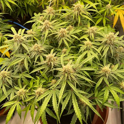 RQS F1 Epsilon #2 growlog timeline photo