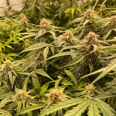 RQS F1 Epsilon #2 growlog timeline photo