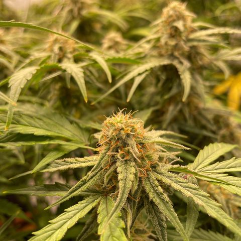 RQS F1 Epsilon #2 growlog timeline photo
