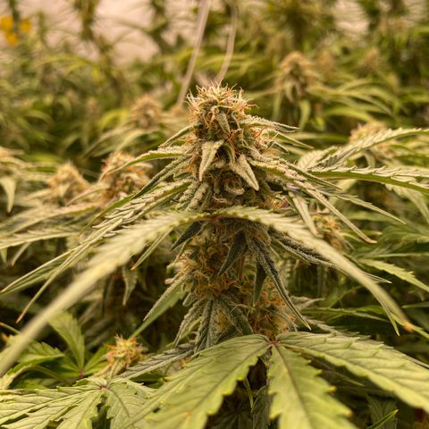 RQS F1 Epsilon #2 growlog timeline photo