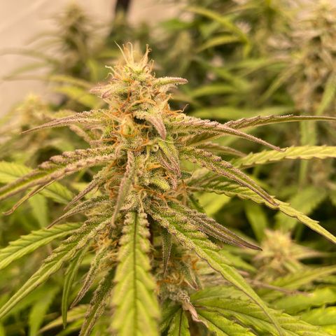 RQS F1 Orion #1 growlog timeline photo