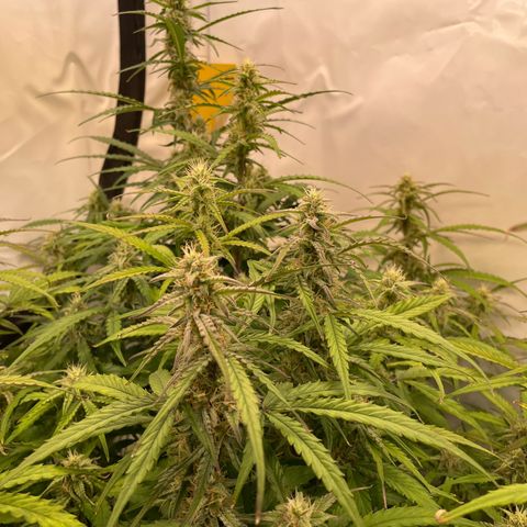 RQS F1 Orion #1 growlog timeline photo