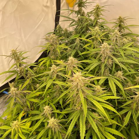 RQS F1 Orion #1 growlog timeline photo