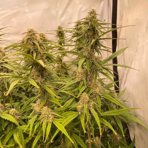 RQS F1 Orion #2 growlog timeline photo