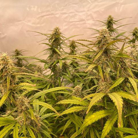 RQS F1 Orion #2 growlog timeline photo