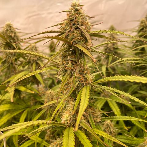 RQS F1 Orion #2 growlog timeline photo