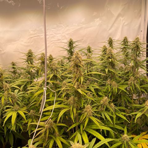 RQS F1 Orion #2 growlog timeline photo