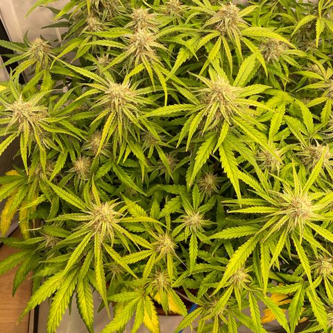 RQS F1 Epsilon #1 growlog timeline photo