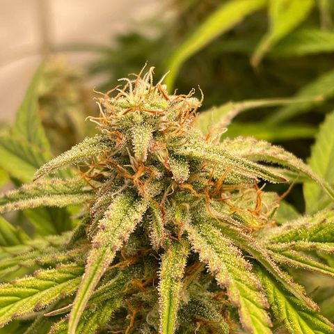 RQS F1 Epsilon #1 growlog timeline photo
