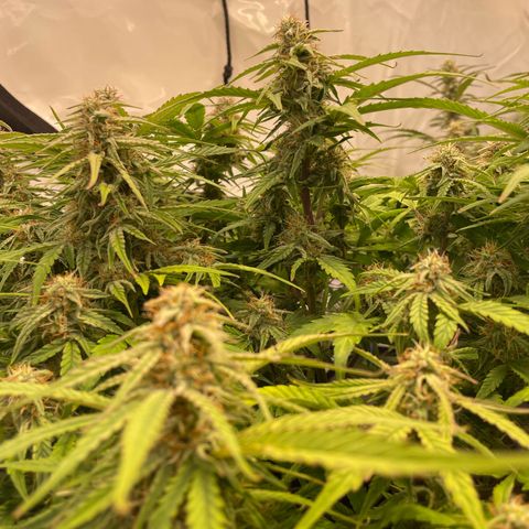 RQS F1 Epsilon #1 growlog timeline photo