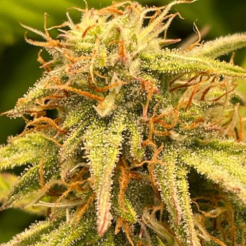 RQS F1 Epsilon #1 growlog timeline photo