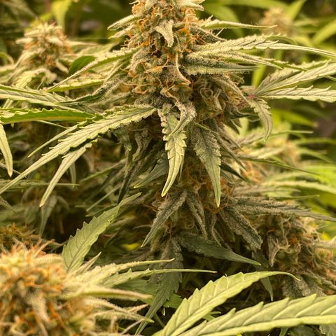 RQS F1 Epsilon #2 growlog timeline photo