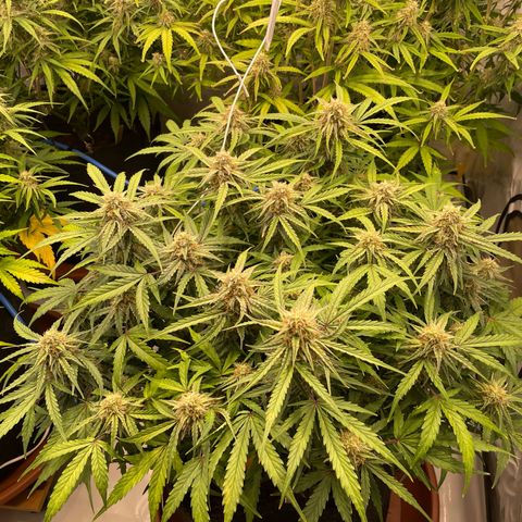 RQS F1 Epsilon #2 growlog timeline photo