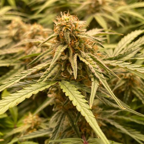 RQS F1 Epsilon #2 growlog timeline photo