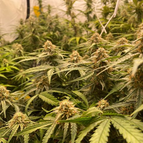 RQS F1 Epsilon #2 growlog timeline photo