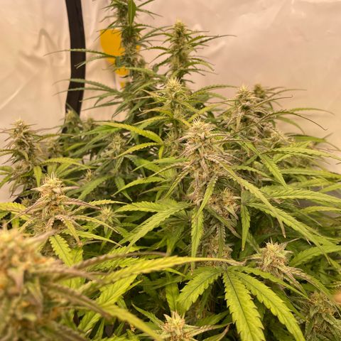 RQS F1 Orion #1 growlog timeline photo