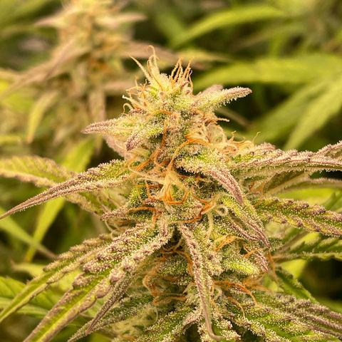 RQS F1 Orion #1 growlog timeline photo