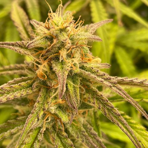 RQS F1 Orion #1 growlog timeline photo