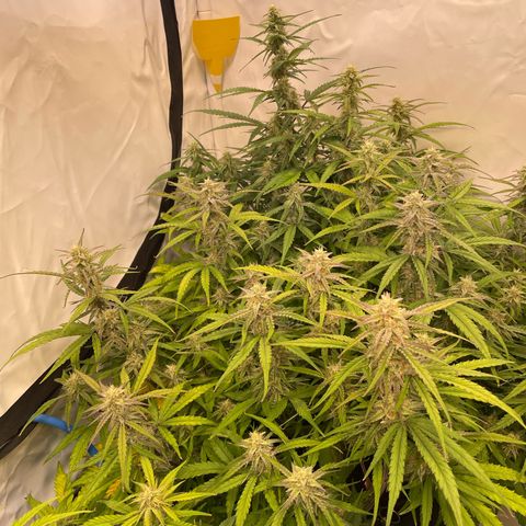 RQS F1 Orion #1 growlog timeline photo
