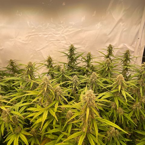 RQS F1 Orion #2 growlog timeline photo