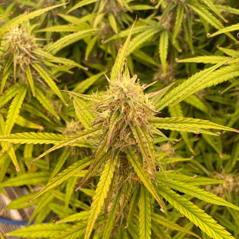 RQS F1 Orion #2 growlog timeline photo
