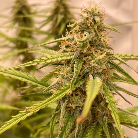 RQS F1 Orion #2 growlog timeline photo
