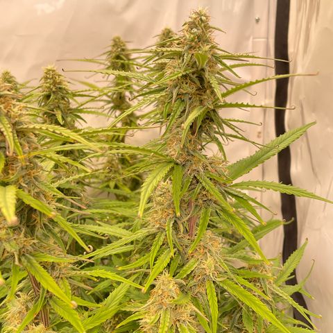 RQS F1 Orion #2 growlog timeline photo