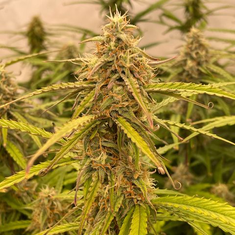 RQS F1 Orion #2 growlog timeline photo