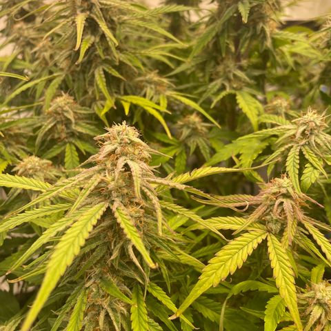RQS F1 Epsilon #1 growlog timeline photo